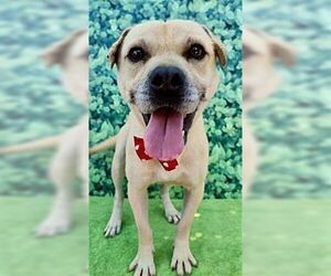 Gordy - Male Mutt Dog for Adoption - Photo #3