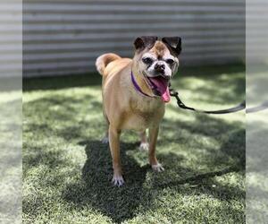 Pug-Unknown Mix Dogs for adoption in Las Vegas, NV, USA