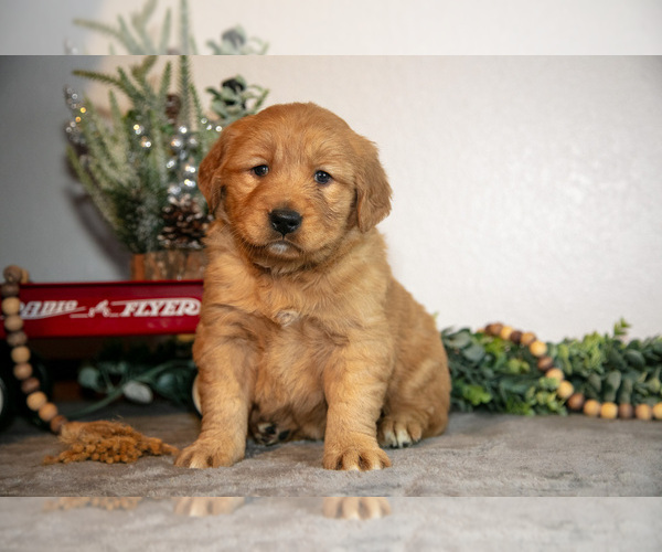 Medium Photo #11 Golden Retriever Puppy For Sale in WOLCOTTVILLE, IN, USA