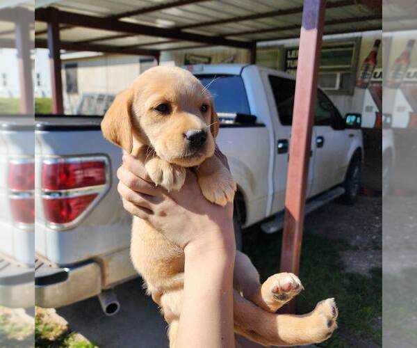 Medium Photo #1 Labrador Retriever Puppy For Sale in DECATUR, TX, USA