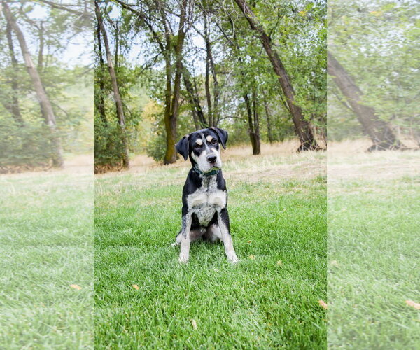 Medium Photo #3 Mutt Puppy For Sale in Sandy, UT, USA