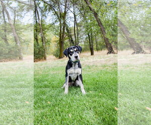 Bonzai - Male Mutt Dog for Adoption - Photo #3