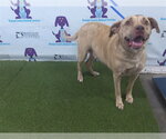Small Labrador Retriever Mix