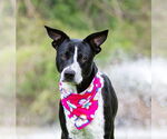 Small #1 Mutt