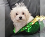 Small Photo #1 Maltipoo Puppy For Sale in PLANT CITY, FL, USA