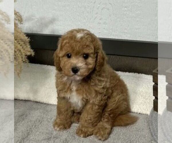 Medium Photo #2 Bichpoo Puppy For Sale in ARTHUR, IL, USA