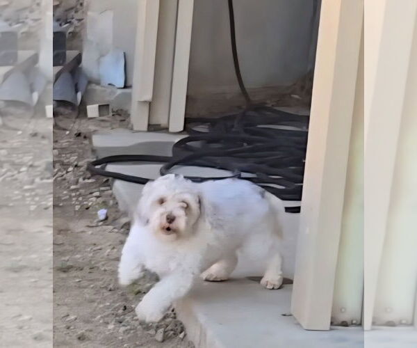 Medium Photo #3 Poodle (Miniature)-Unknown Mix Puppy For Sale in Fallbrook, CA, USA