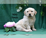 Small Photo #5 English Cream Golden Retriever Puppy For Sale in HARRISONBURG, VA, USA