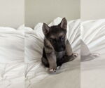 Small #4 German Shepherd Dog Mix