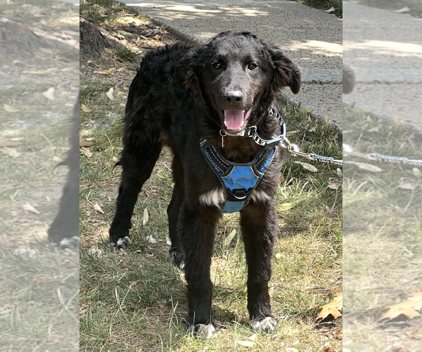 Medium Photo #4 Mutt Puppy For Sale in Rockville, MD, USA