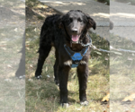 Small #3 Mutt