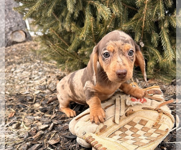 Medium Photo #2 Dachshund Puppy For Sale in MIDDLEBURY, IN, USA