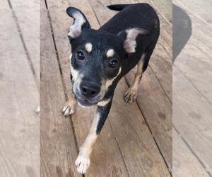 Mutt Dogs for adoption in Wetumpka, AL, USA