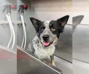 Mutt Dogs for adoption in Paso Robles, CA, USA