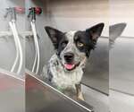 Gypsy - Female Mutt Dog for Adoption - Small photo