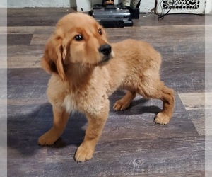Golden Retriever Puppy for sale in ELKHART, IN, USA