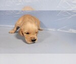 Small #2 Golden Retriever