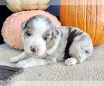 Small #1 Australian Shepherd