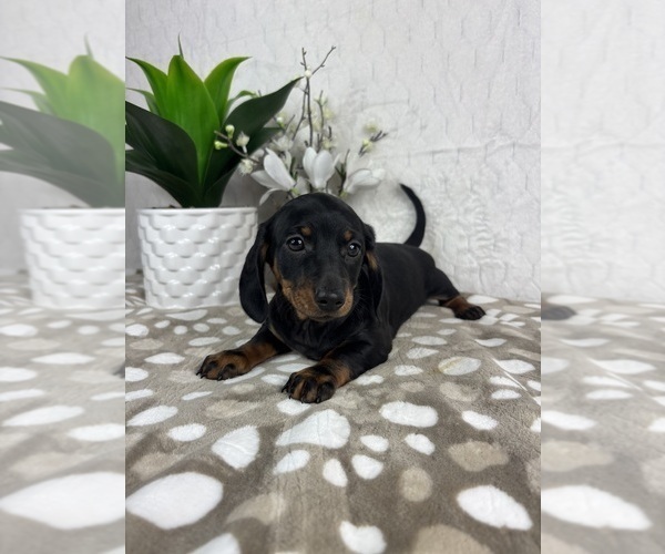 Medium Photo #3 Dachshund Puppy For Sale in INDIANAPOLIS, IN, USA