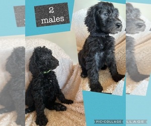 Goldendoodle Puppy for sale in SURPRISE, AZ, USA