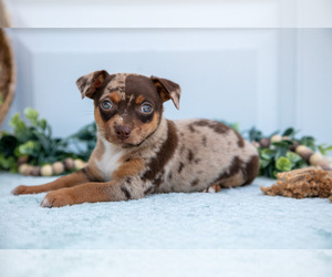 Chihuahua Litter for sale in FREDERICKTOWN, OH, USA