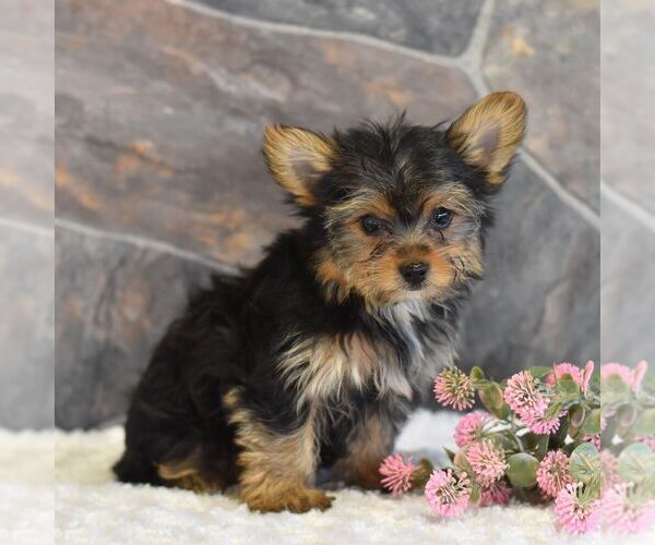 Medium Photo #7 Yorkshire Terrier Puppy For Sale in MILL HALL, PA, USA