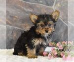 Small Photo #7 Yorkshire Terrier Puppy For Sale in MILL HALL, PA, USA