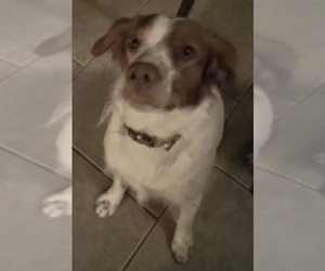 Father of the Brittany puppies born on 04/20/2025