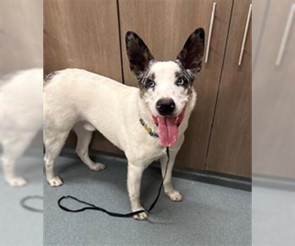 Medium Photo #1 Mutt Puppy For Sale in Baytown, TX, USA