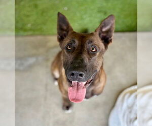 German Shepherd Dog-Unknown Mix Dogs for adoption in Alameda, CA, USA