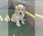 Small Photo #2 Goldendoodle Puppy For Sale in RAMONA, CA, USA