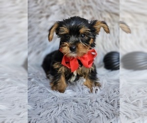 Yorkshire Terrier Puppy for sale in INDIANAPOLIS, IN, USA