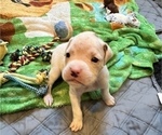 Small Photo #16 Boxer Puppy For Sale in EAST FISHKILL, NY, USA