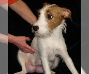 Mother of the Parson Russell Terrier puppies born on 12/06/2021
