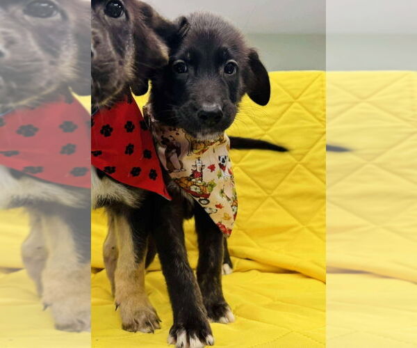 Medium Photo #1 German Shepherd Dog-Unknown Mix Puppy For Sale in Lakewood, CO, USA