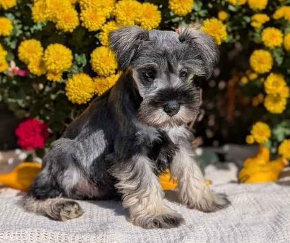Medium Photo #16 Schnauzer (Miniature) Puppy For Sale in GOSHEN, IN, USA