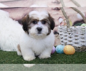 Zuchon Puppy for sale in MARIETTA, GA, USA