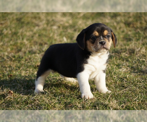 Medium Photo #2 Puggle Puppy For Sale in FREDERICKSBG, OH, USA