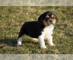 Small Photo #2 Puggle Puppy For Sale in FREDERICKSBG, OH, USA