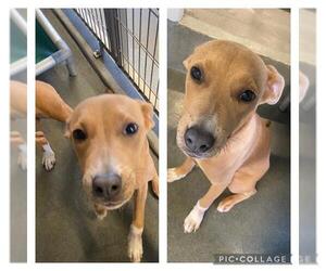 Mutt Dogs for adoption in San Antonio, TX, USA