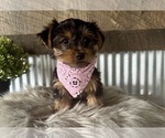 Small #3 Yorkshire Terrier