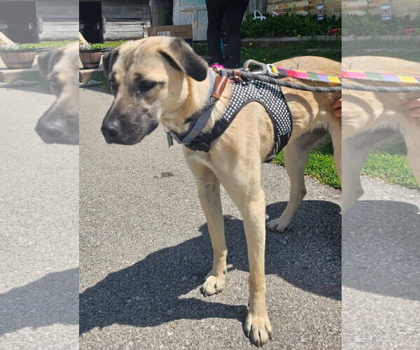 Medium Photo #6 Black Mouth Cur-German Shepherd Dog Mix Puppy For Sale in New London, WI, USA