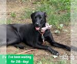 Small #13 Labrador Retriever-Retriever  Mix