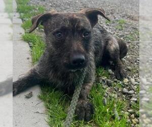 Mutt Dogs for adoption in San Martin, CA, USA