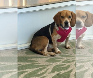 Beagle Dogs for adoption in Tampa, FL, USA