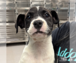 Small #2 Labrador Retriever Mix