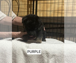 Small Photo #212 German Shepherd Dog Puppy For Sale in LA FAYETTE, NY, USA