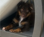 Small #24 Miniature Australian Shepherd