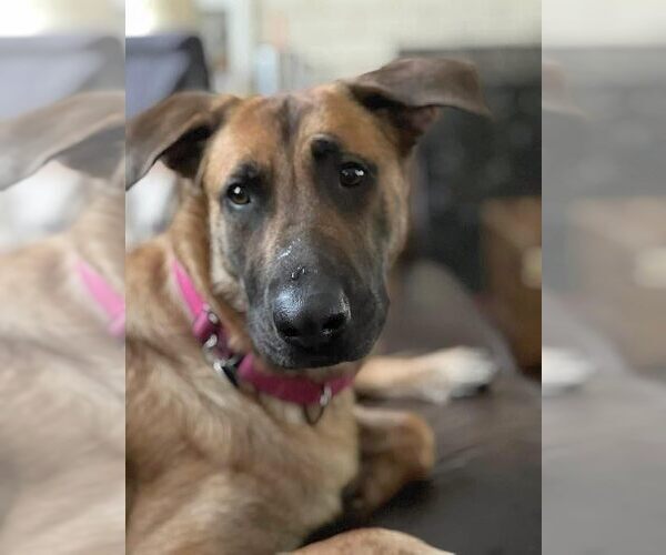 Medium Photo #25 German Shepherd Dog-Unknown Mix Puppy For Sale in Boonton, NJ, USA