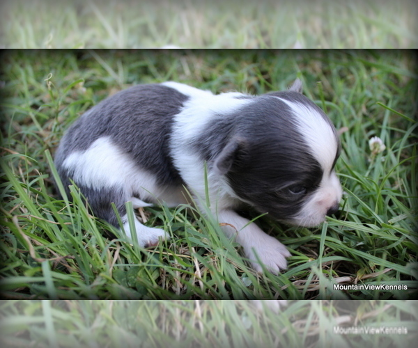 Medium Photo #11 Chihuahua Puppy For Sale in WISTER, OK, USA